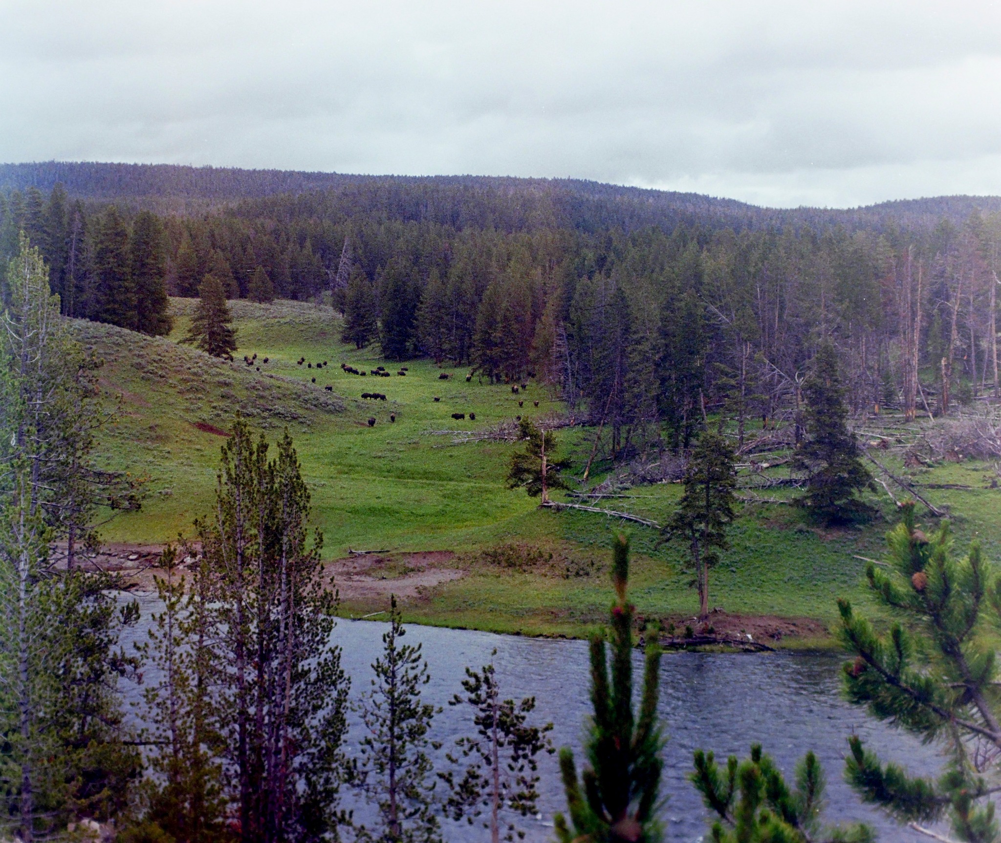 Yellowstone landscape photographed on film