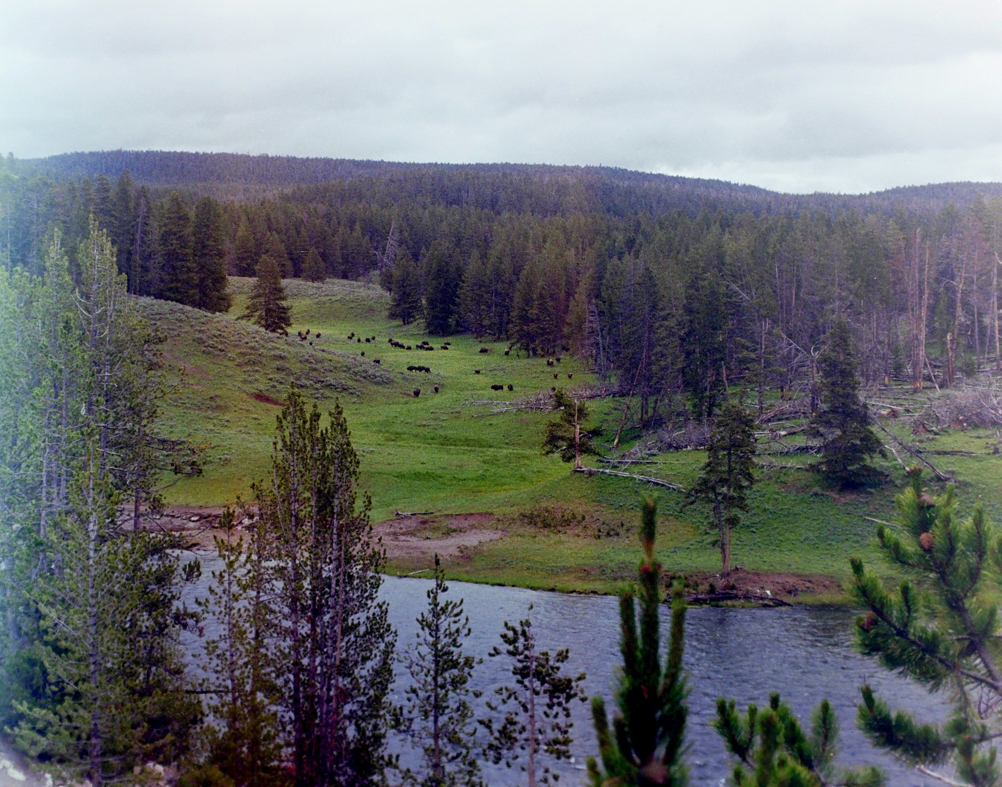 Yellowstone landscape photographed on film