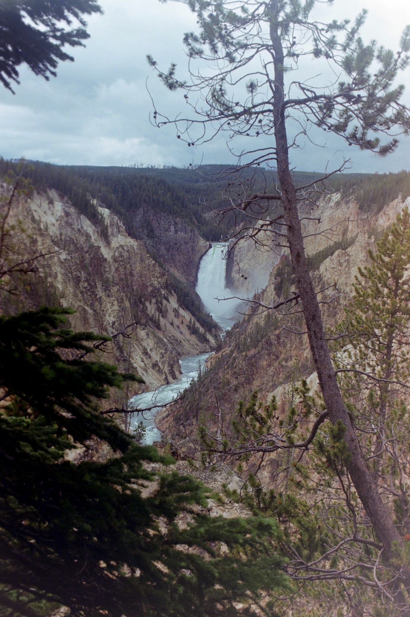 Waterfall in a deep canyon framed by pine trees